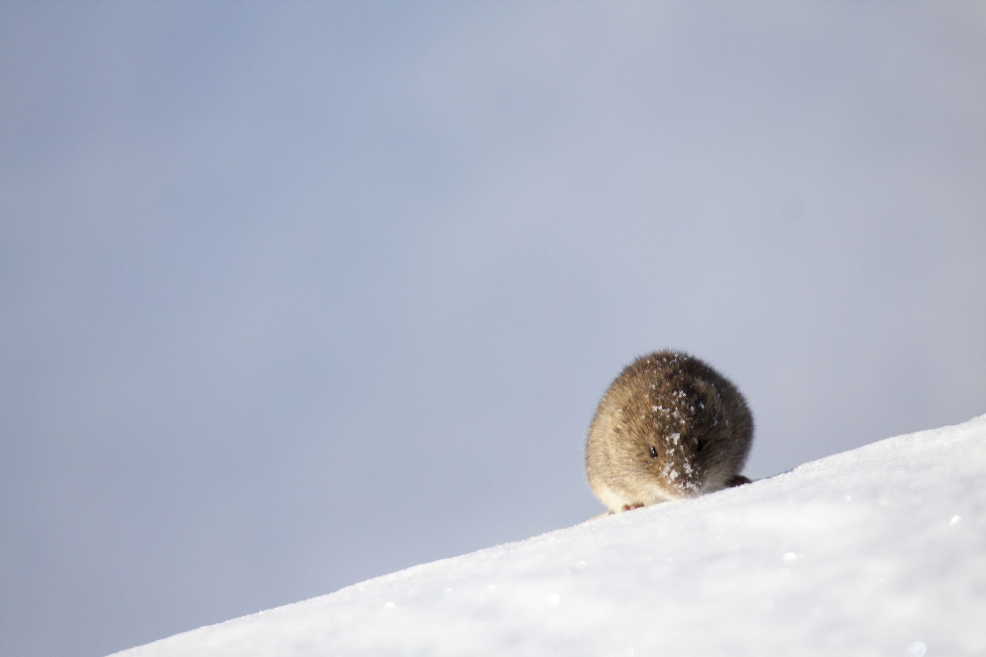 Voles are just some of the winter residents of this exclusive ecosystem.