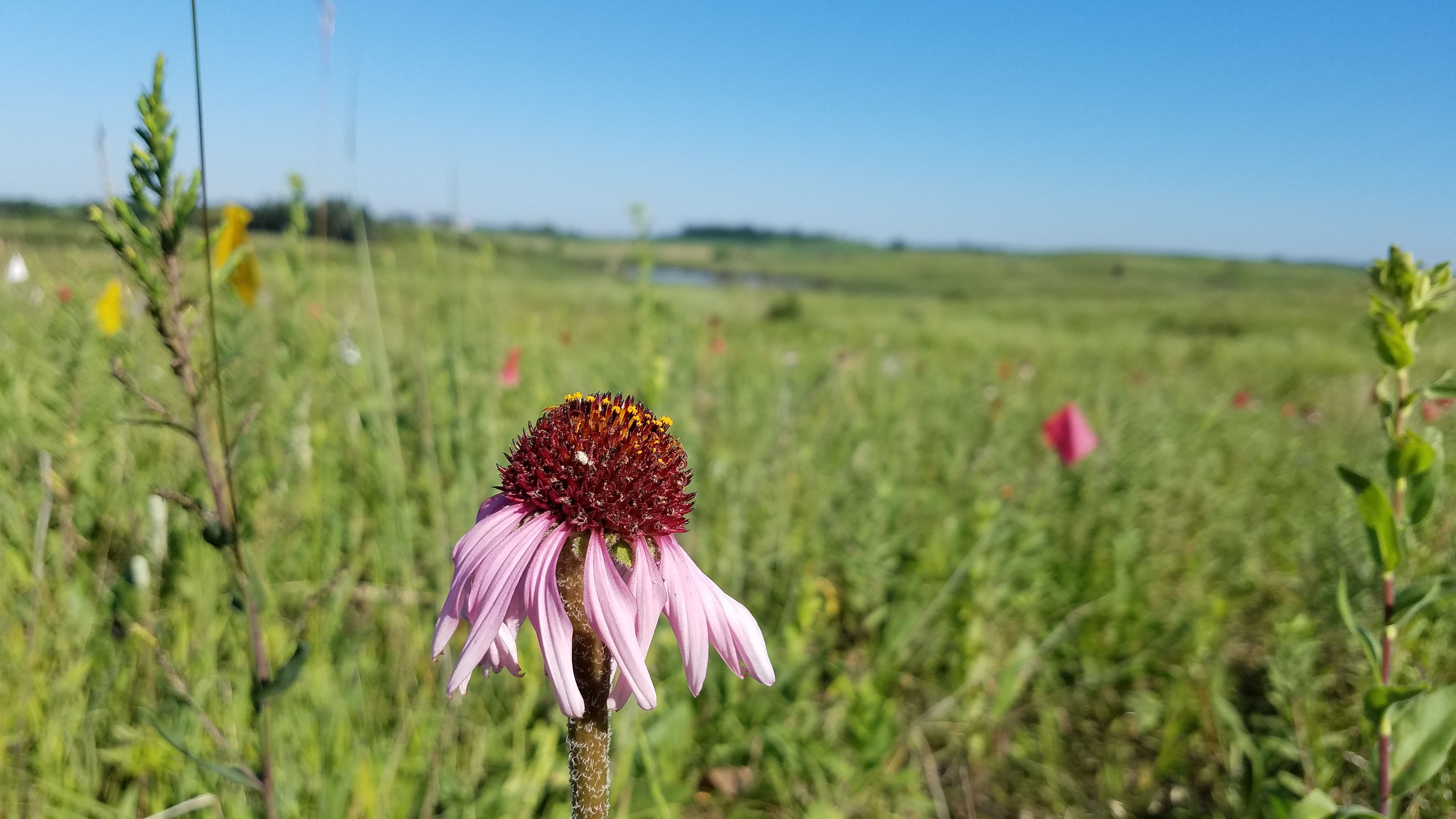 A coneflower plant, which produces just one (or even no) flowers during most years