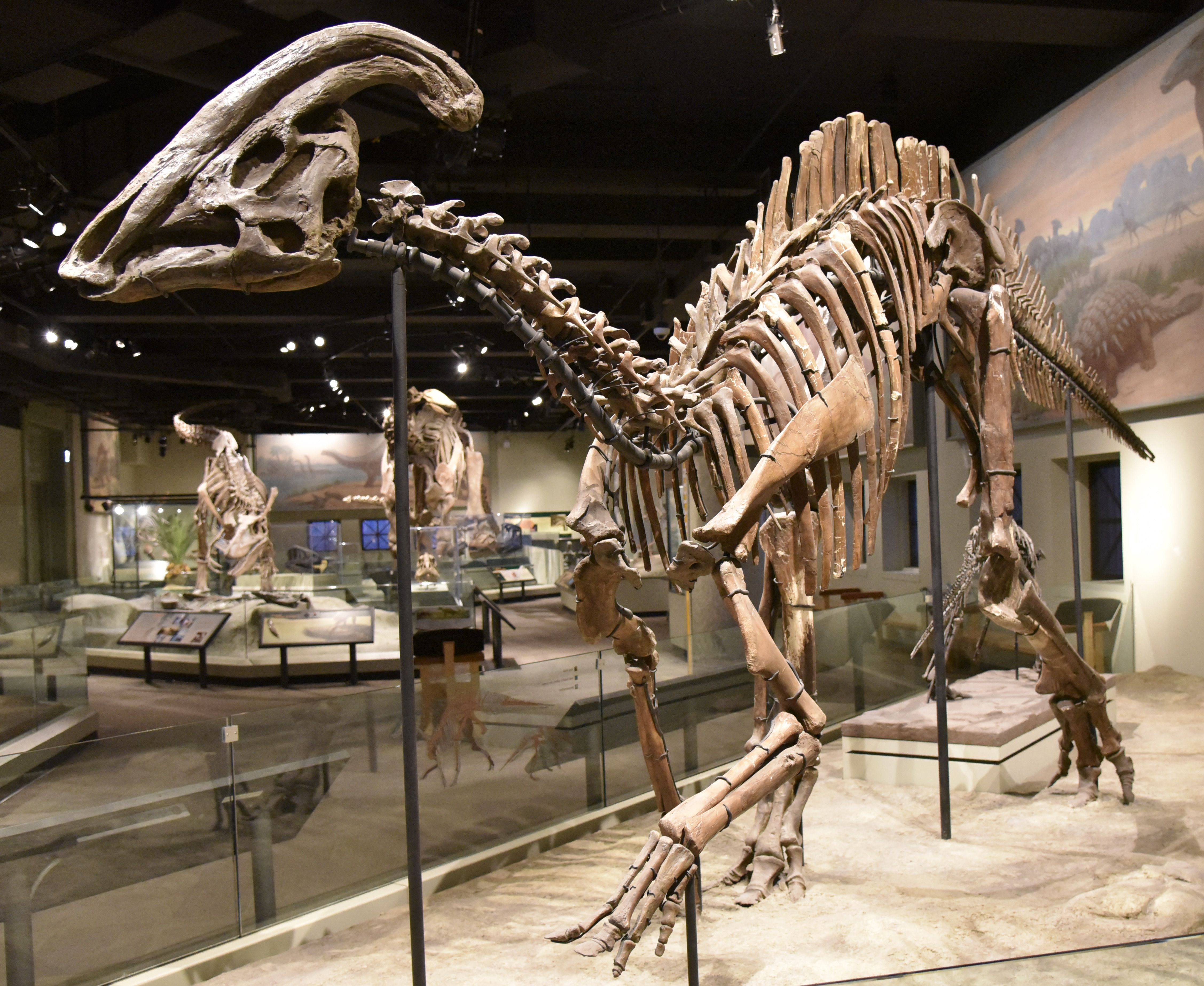 Studying the fossilized traces of diseases in dinosaurs can help researchers better understand how these maladies have changed over time.